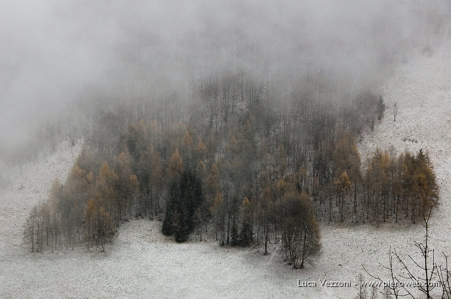 04-MACCHI DI ALBERI NELLA NEBBIA.jpg